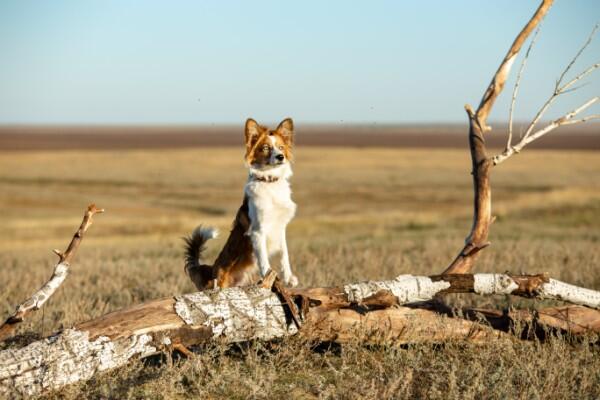 Моя собака – Космонавт