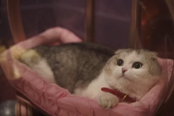 Запретный плод